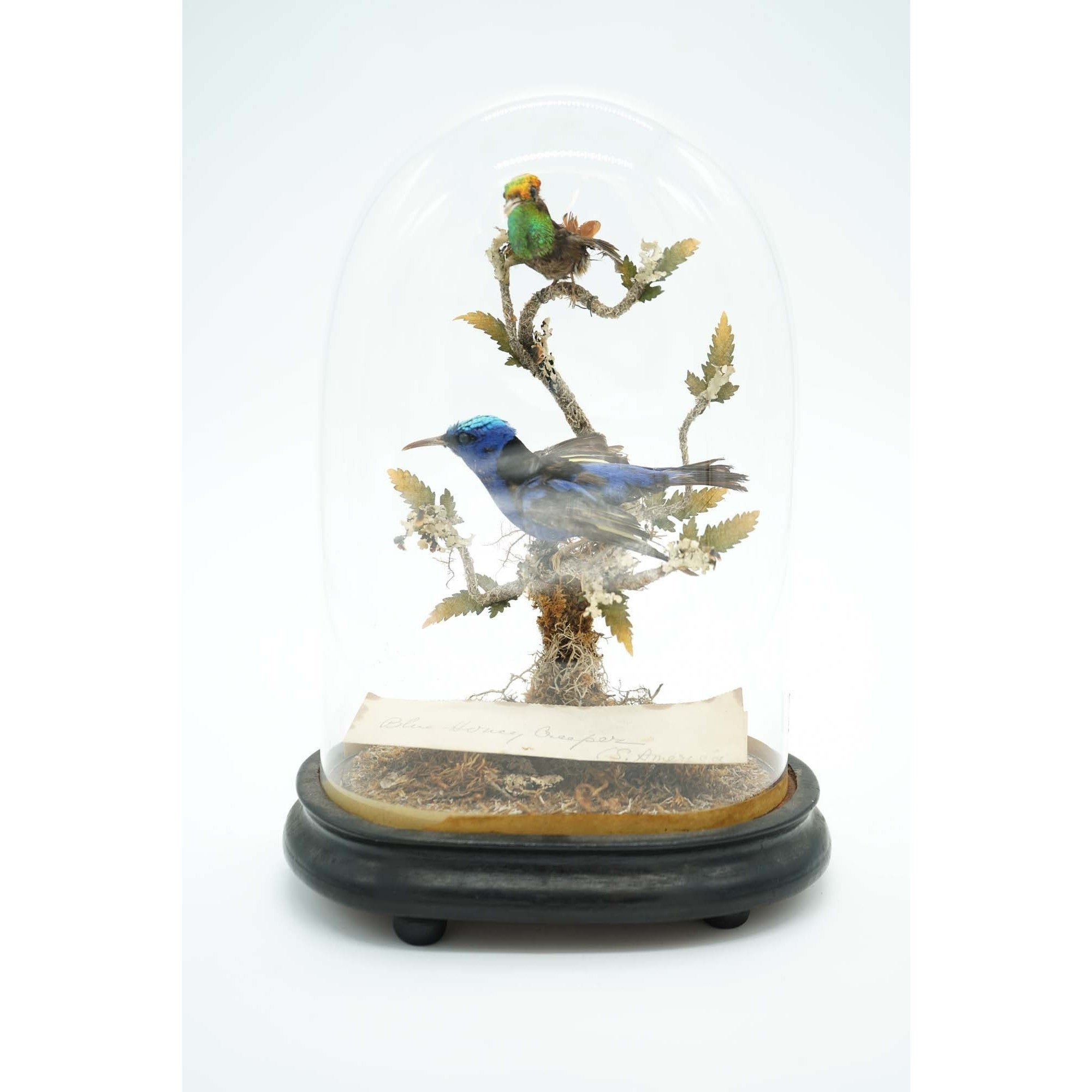Rare Victorian Taxidermy Blue Honeycreeper & Topaz Hummingbird Mounted on Wooden Base