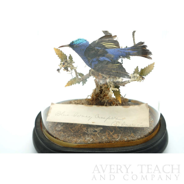 Rare Victorian Taxidermy Blue Honeycreeper & Topaz Hummingbird Mounted on Wooden Base - Avery, Teach and Co.